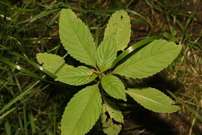 Impatiens glandulifera, photographed by Stephen James McWilliam