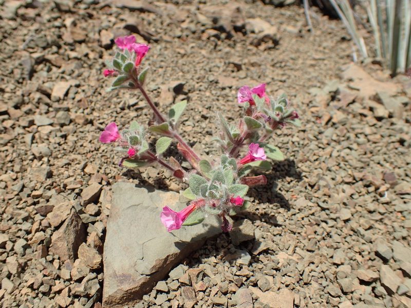 Diplacus johnstonii, photographed by George Williams