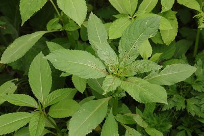 Impatiens glandulifera, photographed by Stephen James McWilliam