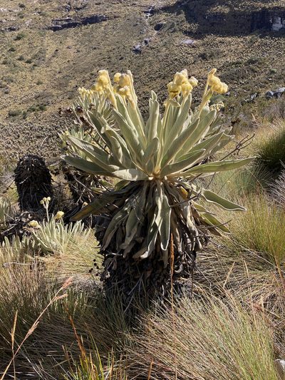 Espeletia lopezii, photographed by Fabien Anthelme