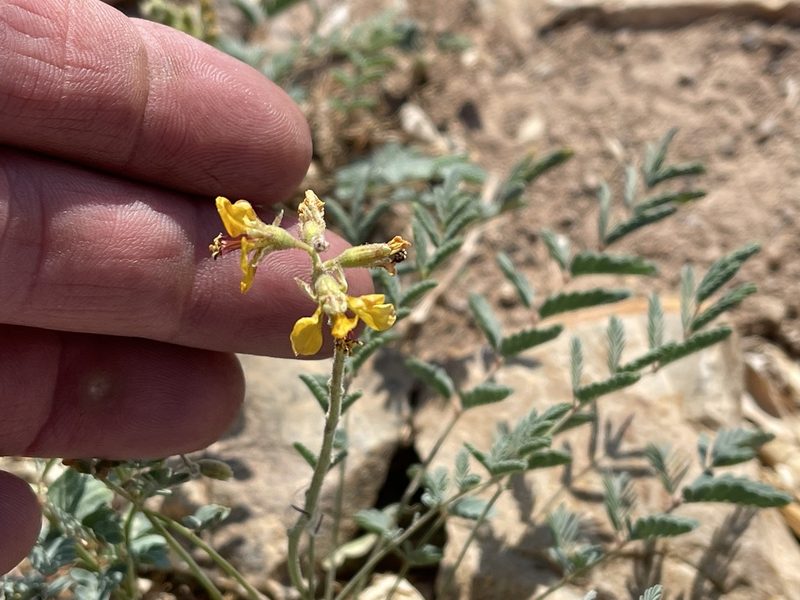 Hoffmannseggia glauca, photographed by CK2AZ