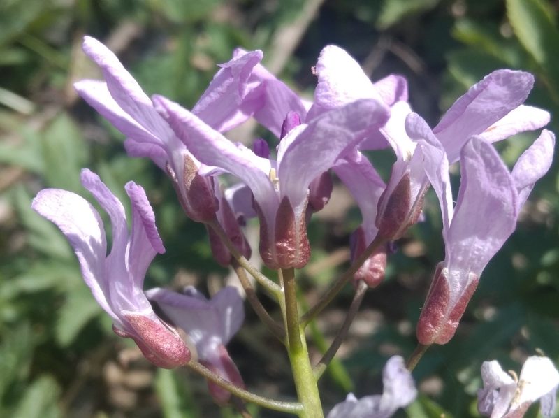 Cardamine quinquefolia, photographed by Ben Costamagna