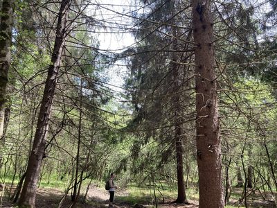 Picea abies, photographed by Caleb Catto