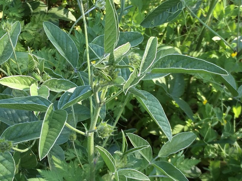 Lathyrus odoratus, photographed by dbmhartley