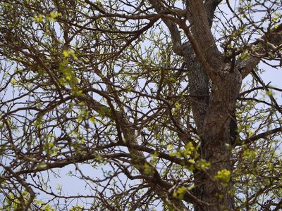Naringi crenulata, photographed by Dinesh Valke