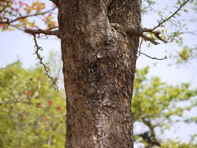 Naringi crenulata, photographed by Dinesh Valke