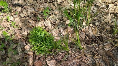 Allium paradoxum