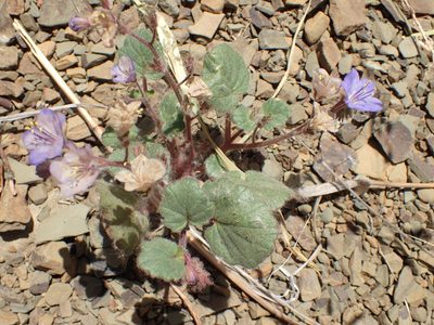 Phacelia longipes, photographed by George Williams
