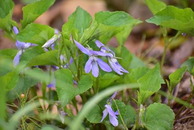 Viola riviniana, photographed by Михаил Малышев