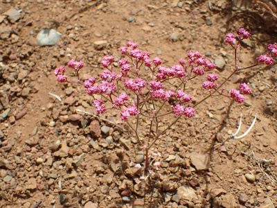 Chorizanthe staticoides, photographed by George Williams