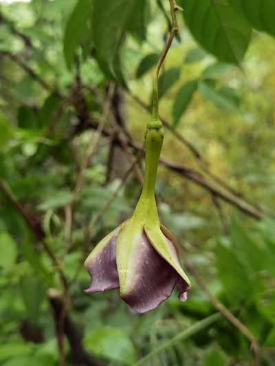 Mandevilla veraguasensis, photographed by Eduardo Chacón Madrigal
