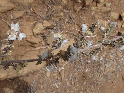 Salvia apiana, photographed by George Williams