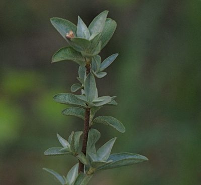 Elaeagnus commutata, photographed by Pavel Komkov