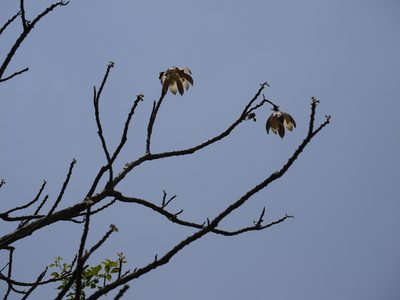 Cochlospermum religiosum, photographed by Dinesh Valke