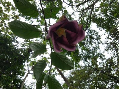 Mandevilla veraguasensis, photographed by Eduardo Chacón Madrigal