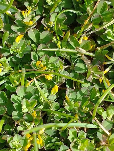 Trifolium micranthum, photographed by Darrel Watts