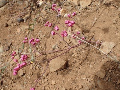 Chorizanthe staticoides, photographed by George Williams