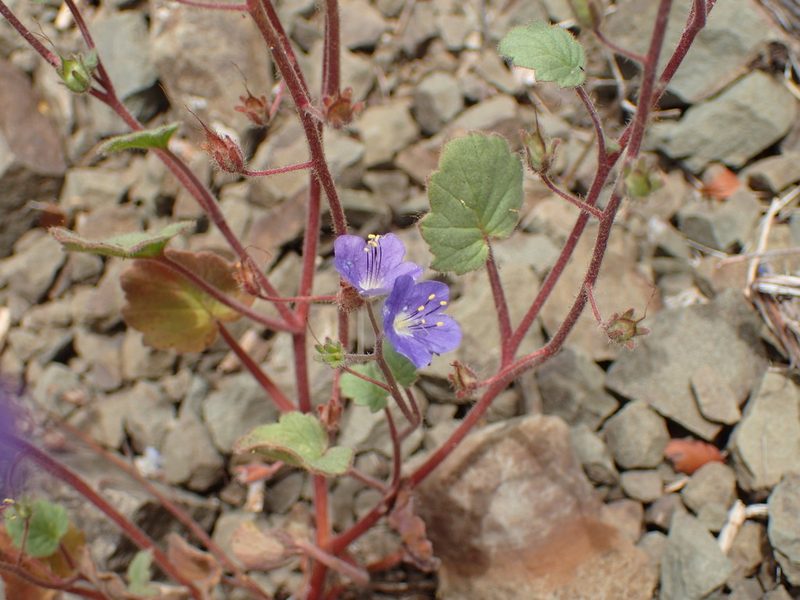 Phacelia longipes, photographed by George Williams