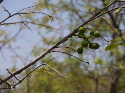 Miliusa tomentosa, photographed by Dinesh Valke