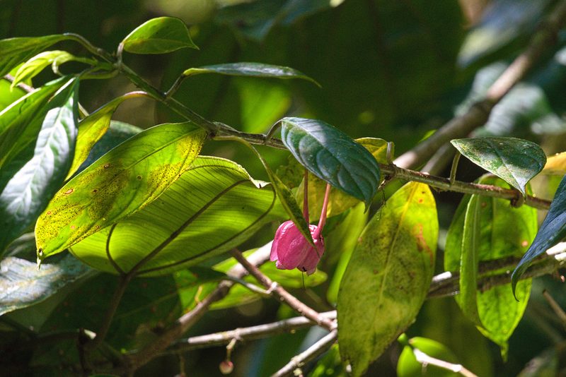Drymonia conchocalyx, photographed by Attila Oláh