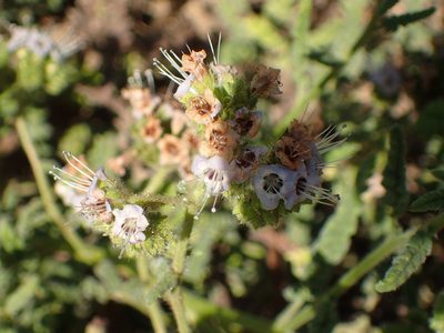 Phacelia ramosissima, photographed by George Williams