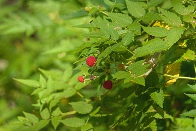 Rubus rosifolius, photographed by Attila Oláh