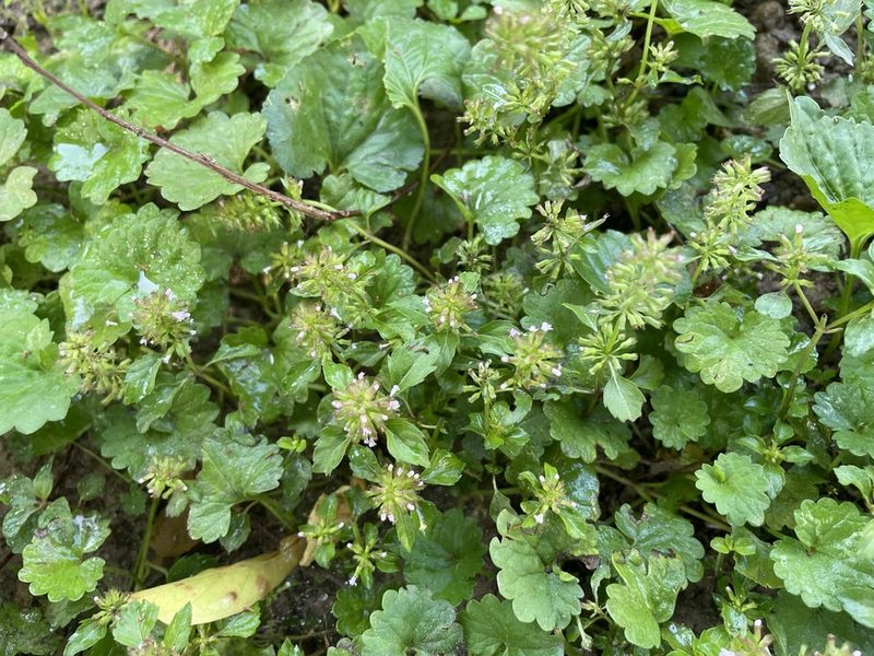 Clinopodium gracile, photographed by lejones417
