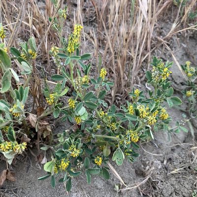 Melilotus indicus, photographed by Neal Kelso