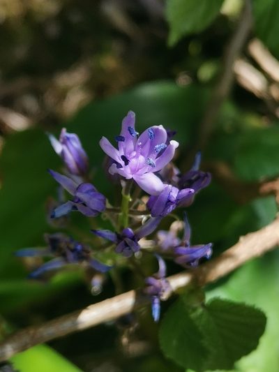 Scilla lilio-hyacinthus, photographed by Roland Godon