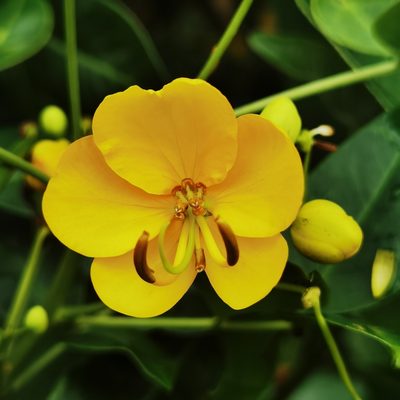 Senna septemtrionalis, photographed by Eduardo Chacón Madrigal