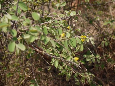 Grewia orbiculata, photographed by Dinesh Valke
