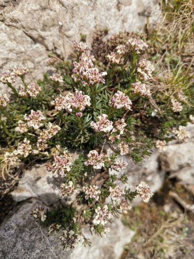 Iberis saxatilis, photographed by Roland Godon