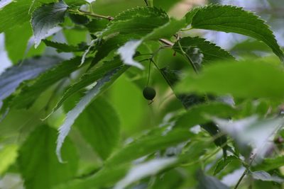 Celtis australis, photographed by CorentinD