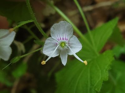 Veronica urticifolia, photographed by Elias