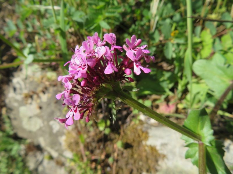 Valeriana graciliflora, photographed by Marco Mussita