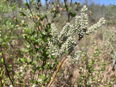 Salix candida, photographed by Derek