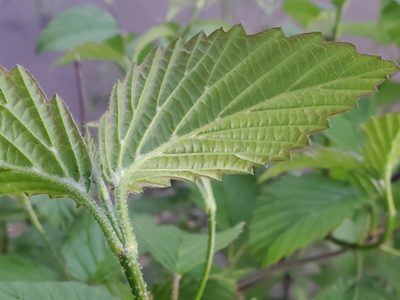 Viburnum dentatum, photographed by Tom Field