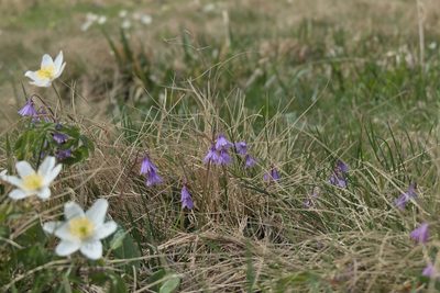 Soldanella carpatica, photographed by kalopsia