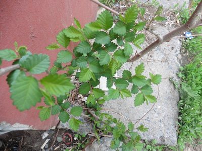 Ulmus pumila, photographed by Силаева Татьяна Борисовна