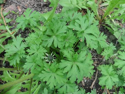 Geranium sibiricum, photographed by Силаева Татьяна Борисовна