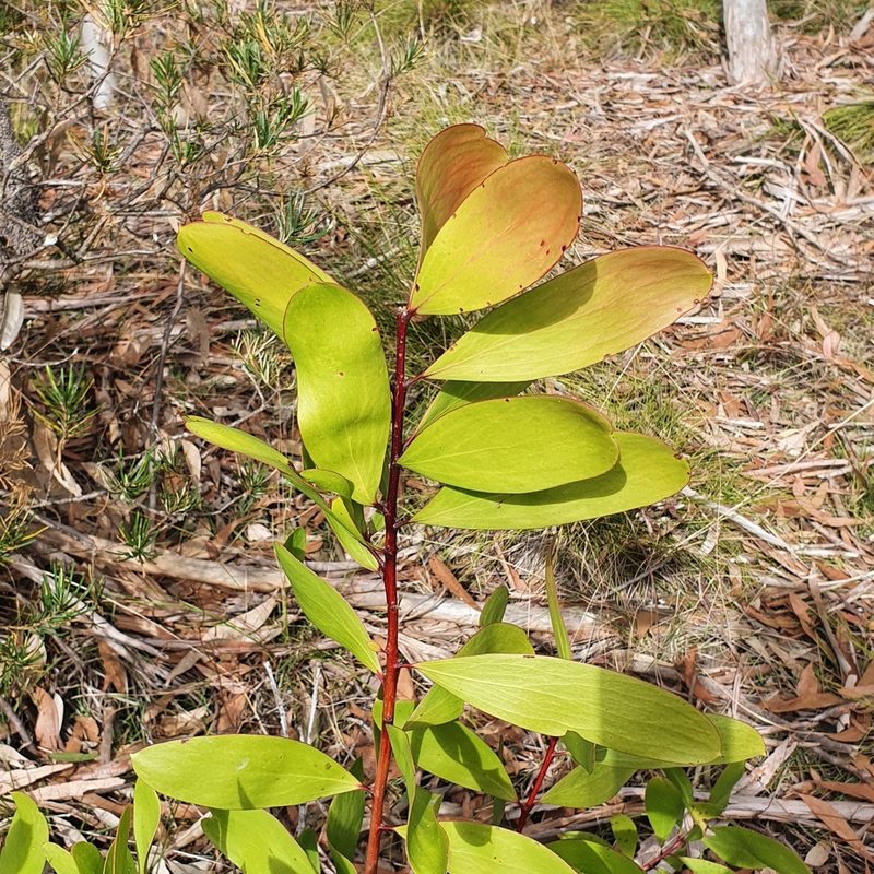 Persoonia levis, photographed by ronavery