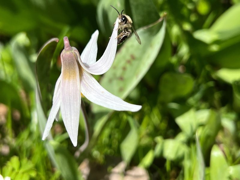 Erythronium albidum, photographed by Lorie Shaull