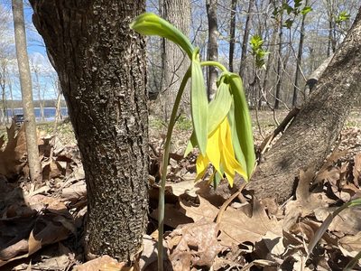 Uvularia grandiflora, photographed by Lorie Shaull