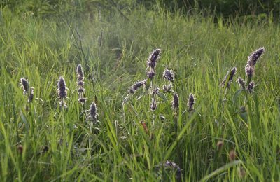 Stachys germanica, photographed by Liubov Ilminska