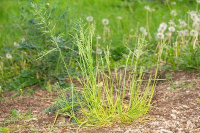 Poa trivialis, photographed by Andrew Skotnicki