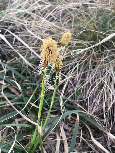 Carex brevicollis, photographed by Mirko Ubović