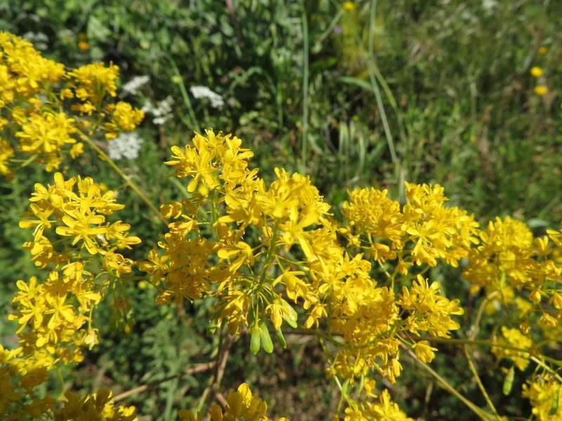 Isatis tinctoria, photographed by Marco Mussita
