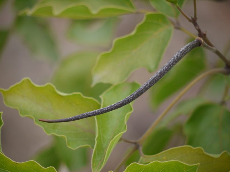 Dolichandrone atrovirens, photographed by Dinesh Valke