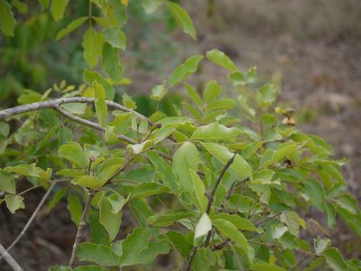 Dolichandrone atrovirens, photographed by Dinesh Valke
