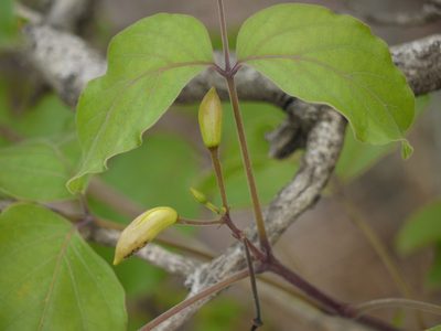 Dolichandrone atrovirens, photographed by Dinesh Valke